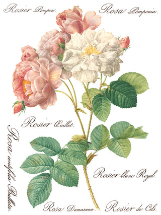 Rose Botanicals IOD Transfer Rub-On Decal for Furniture Decor IOD Transfer for DIY Furniture Makeovers & Unique Home Decor Project