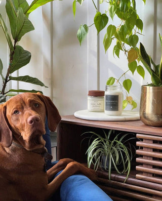 Wilderness Oregon Candle Woodsy Wicks 4oz jar