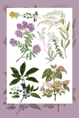 IOD Sarah Featon's Botanicals Rub-On Decal Transfer