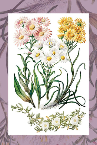 IOD Sarah Featon's Botanicals Rub-On Decal Transfer