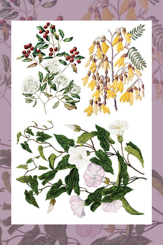 IOD Sarah Featon's Botanicals Rub-On Decal Transfer