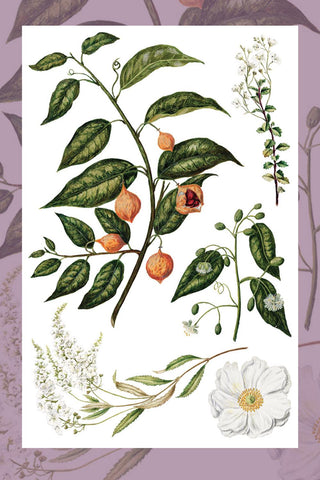 IOD Sarah Featon's Botanicals Rub-On Decal Transfer