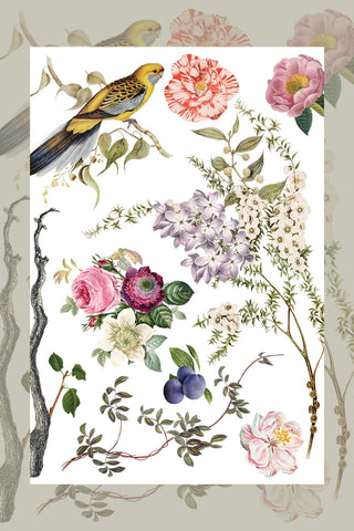 IOD Menagerie Rub-On Decal Transfer