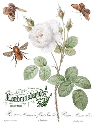 Transfer  Brocante IOD Bestseller