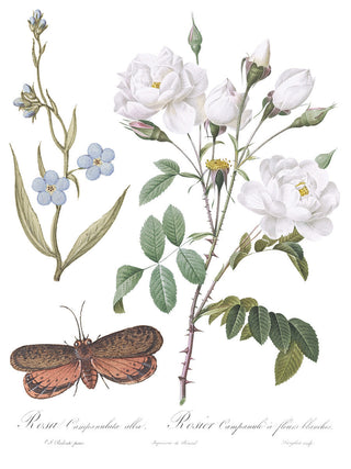 Transfer  Brocante IOD Bestseller