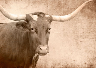 Decoupage Paper Texas Longhorn Mint by Michelle