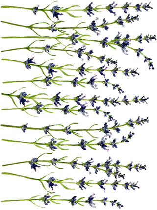 Transfer Painterly Florals