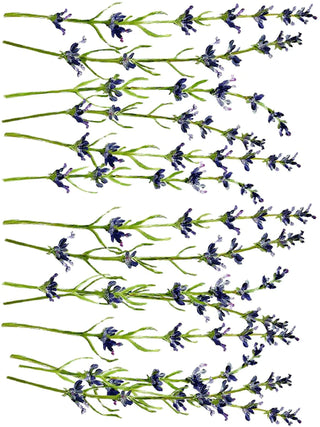 Transfer Painterly Florals