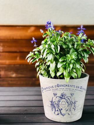 Transfer Traditional Pots