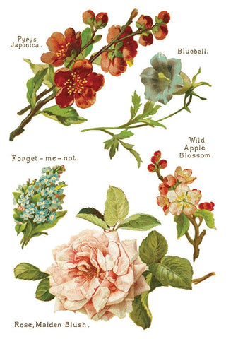 IOD Lover of Flowers Iron Orchid Designs Transfer rub on transfer for Furniture Decor DIY Furniture Makeovers & Unique Home Decor Projects