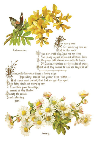 IOD Lover of Flowers Iron Orchid Designs Transfer rub on transfer for Furniture Decor DIY Furniture Makeovers & Unique Home Decor Projects
