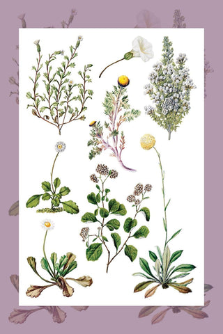 IOD Sarah Featon's Botanicals Rub-On Decal Transfer
