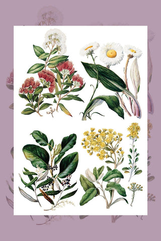 IOD Sarah Featon's Botanicals Rub-On Decal Transfer