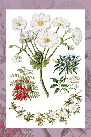 IOD Sarah Featon's Botanicals Rub-On Decal Transfer