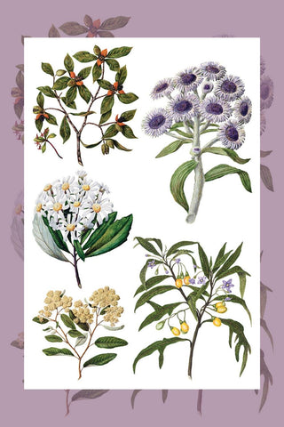 IOD Sarah Featon's Botanicals Rub-On Decal Transfer
