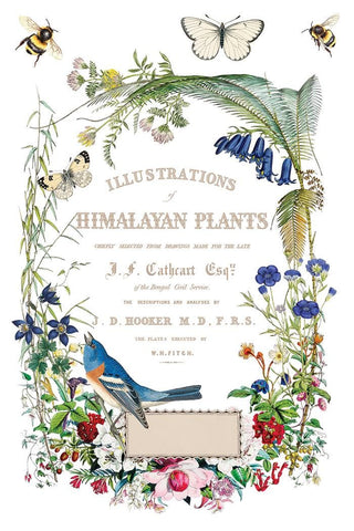 IOD Flora Greca Transfer Spring release French Country Decor Rub on Decal for Furniture Makeover Projects Mixed Media Craft Art Junk Journal