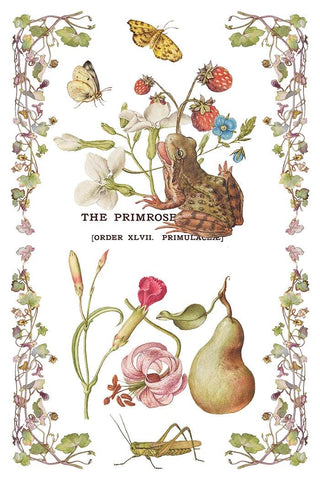 Primrose Isle IOD Summer 2026 Transfer Rub-On Decal Transfer French Country Furniture Decor Transfer DIY Makeovers Unique Home Decor Project