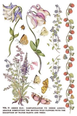 Primrose Isle IOD Summer 2026 Transfer Rub-On Decal Transfer French Country Furniture Decor Transfer DIY Makeovers Unique Home Decor Project