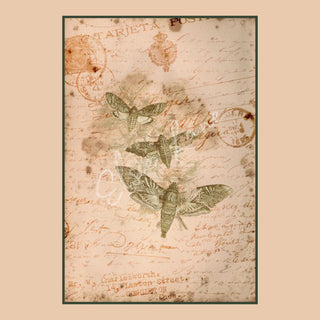 Summer Curio Moths Elsie Lane DecoPosh Decoupage Tissue Paper 14x20 inch