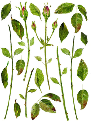 Transfer Painterly Florals